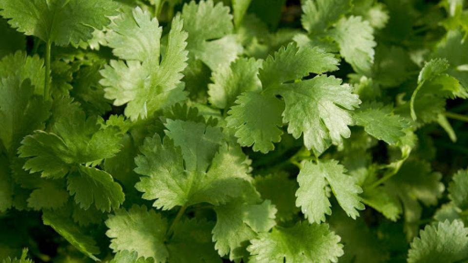 Korijander: Kineski peršun ili cilantro za kuvanje i liječenje | Radio Televizija Budva