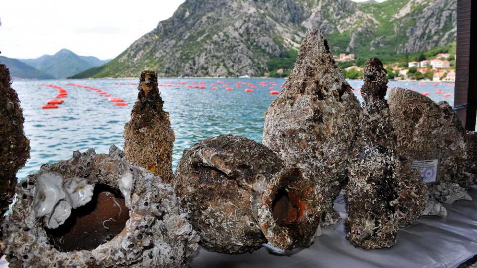 (FOTO) Promovisan autentični suvenir, prirodno oplemenjene amfore i boce vina iz mora | Radio Televizija Budva