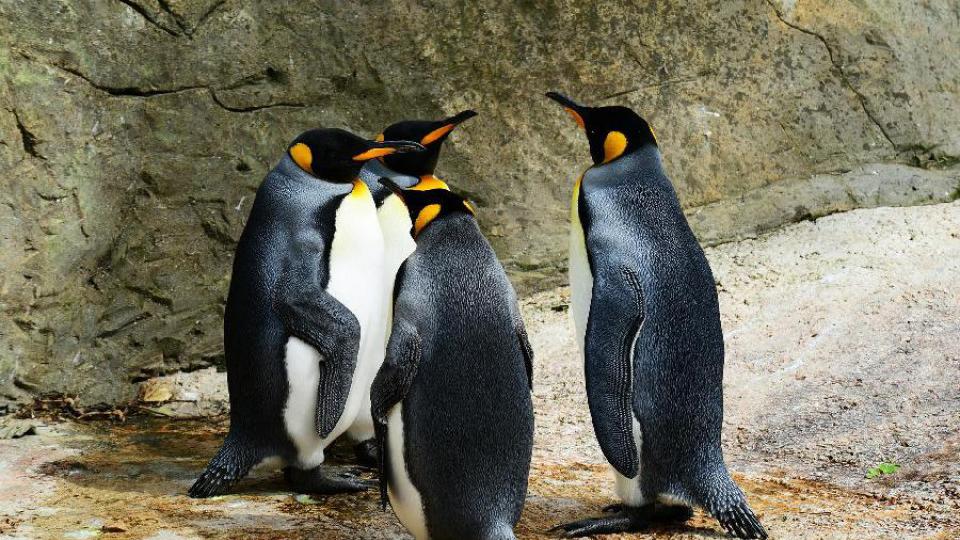 Pingvini i vidre ne mare za krizu, odbijaju jeftiniju ribu | Radio Televizija Budva