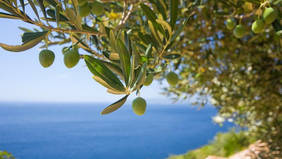 Odloženi Dani domaćih poljoprivrednih proizvoda u Grblju | Radio Televizija Budva