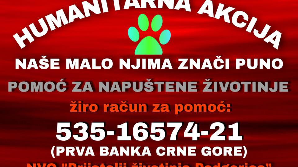 Pomoć za napuštene životinje | Radio Televizija Budva