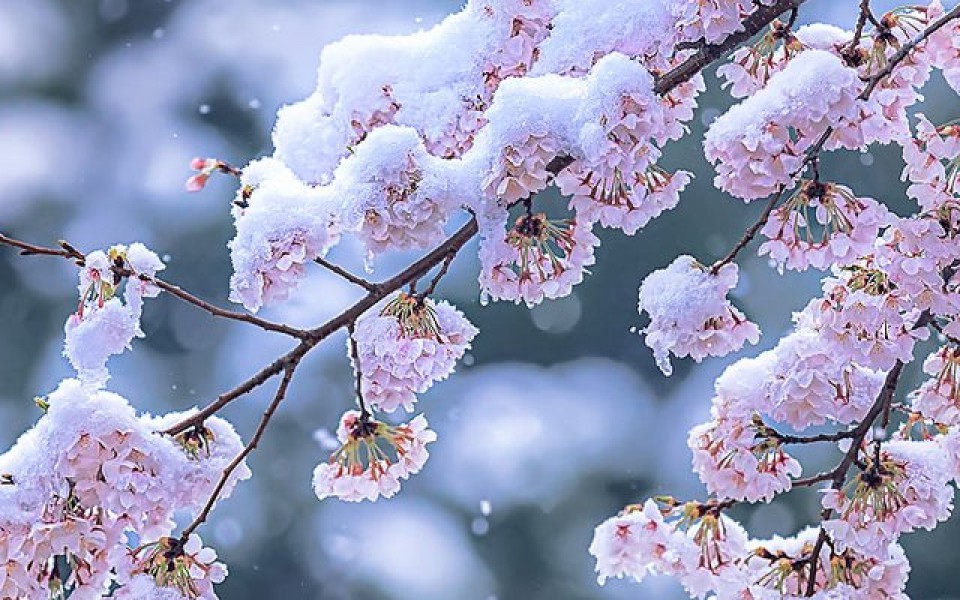 Spring snow 10cm. Сноу Сакура. Зимняя Сакура. Весенний снег. Сакура в снегу.